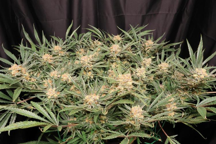Hindu Kush Zamnesia. Week 15