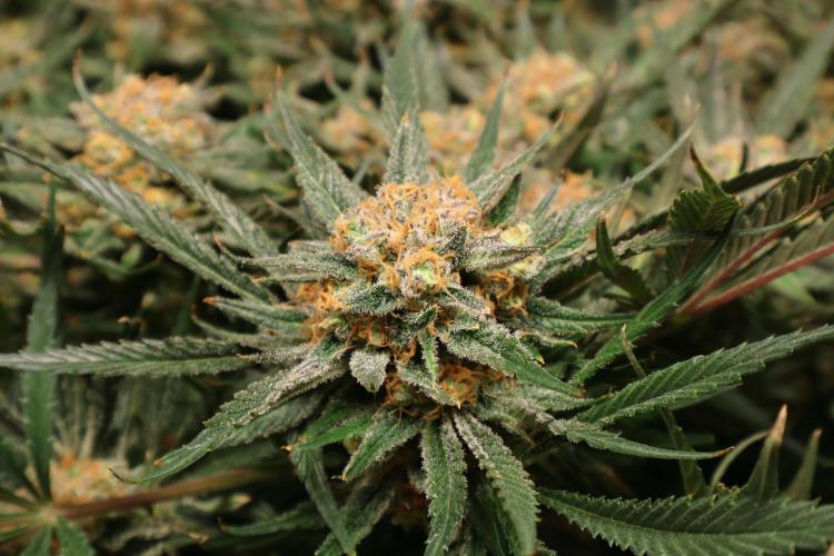 Hindu Kush Zamnesia. Week 15
