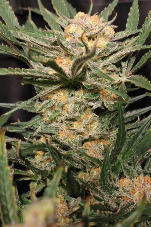 Hindu Kush Zamnesia. Week 15