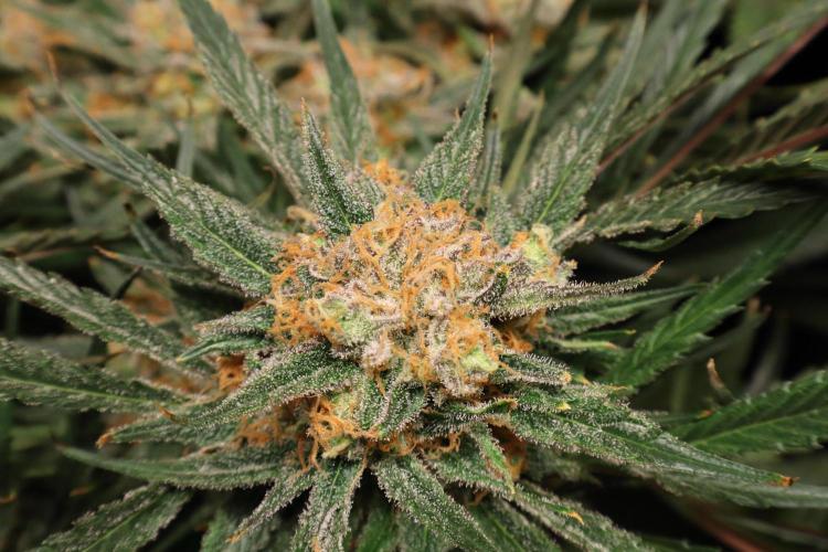 Hindu Kush Zamnesia. Week 15
