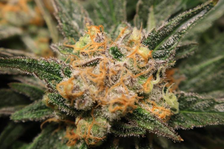 Hindu Kush Zamnesia. Week 15
