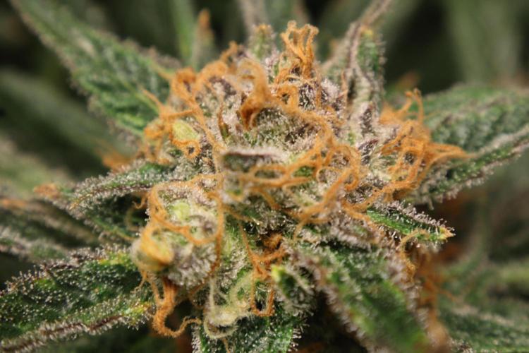 Hindu Kush Zamnesia. Week 15