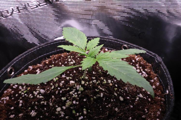 Panama Red. Week 1