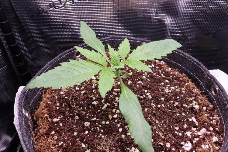 Panama Red. Week 1