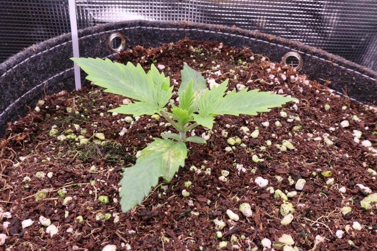 Zamnesia Thai. Week 1