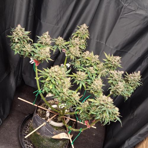 Green Goblin. Week 16
