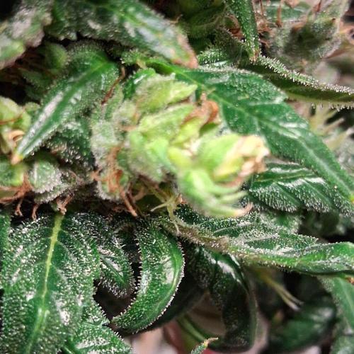 Green Goblin. Week 16 - Thats a man!