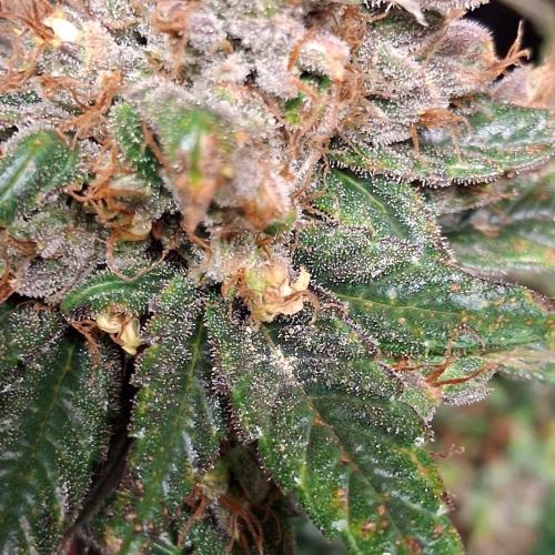 Green Goblin. Week 16 - Pollen on the leaf