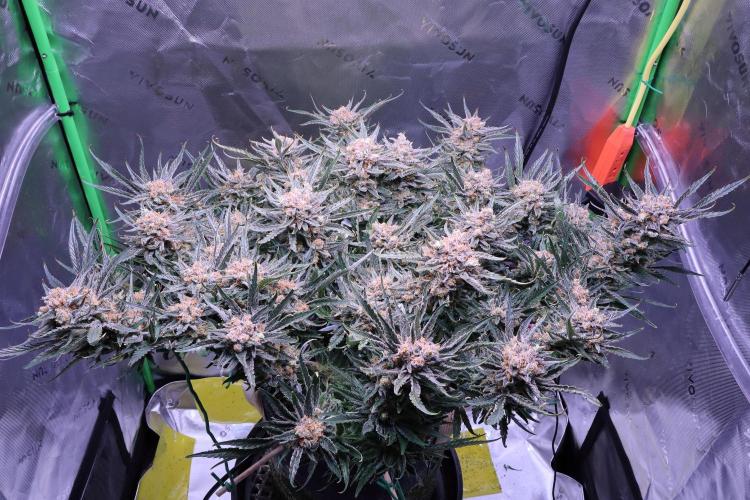 Hindu Kush Zamnesia. Week 16