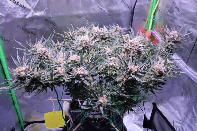 Hindu Kush Zamnesia. Week 16
