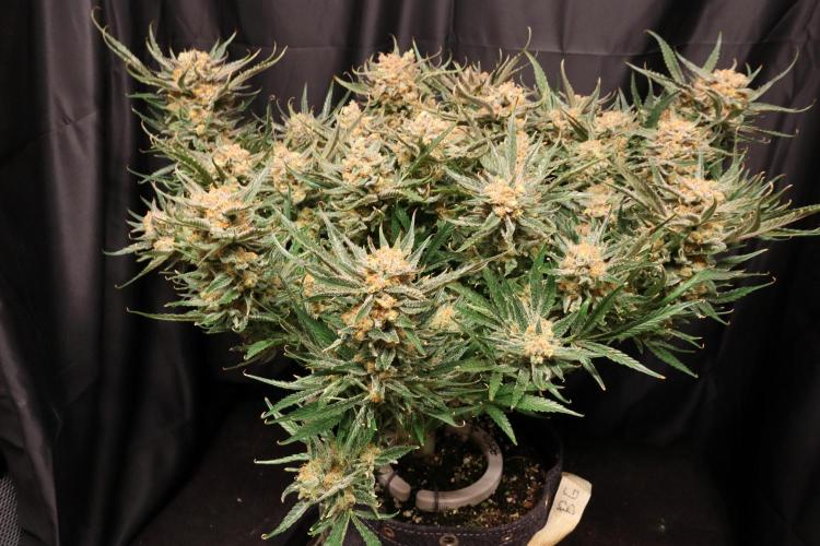 Hindu Kush Zamnesia. Week 16