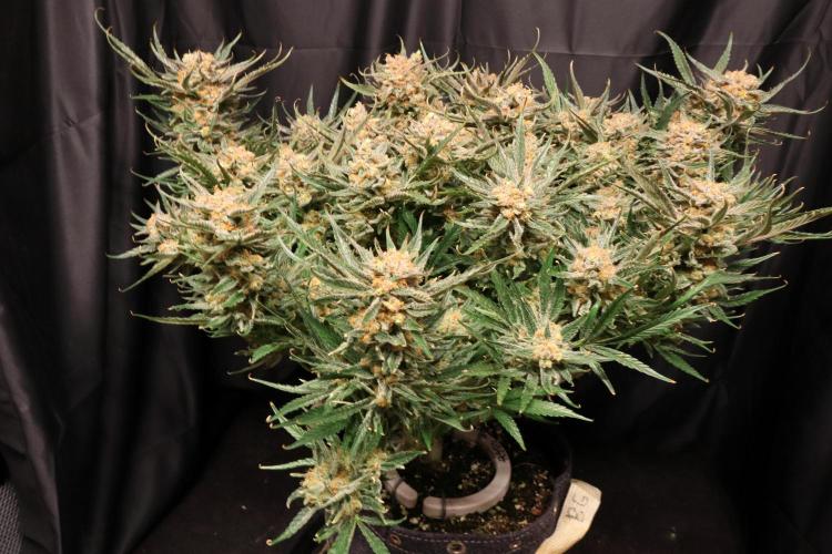 Hindu Kush Zamnesia. Week 16