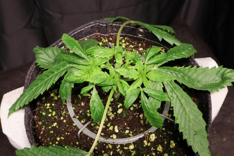 Panama Red. Week 2