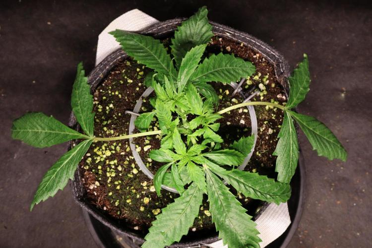 Panama Red. Week 2