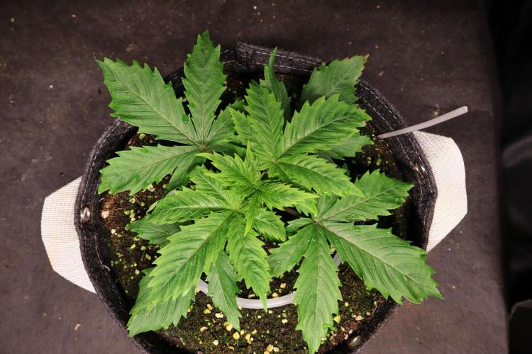 Zamnesia Thai. Week 2