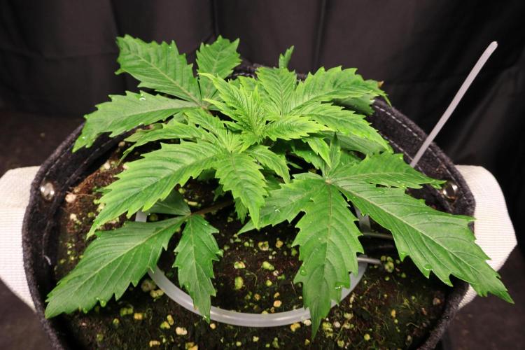 Zamnesia Thai. Week 2