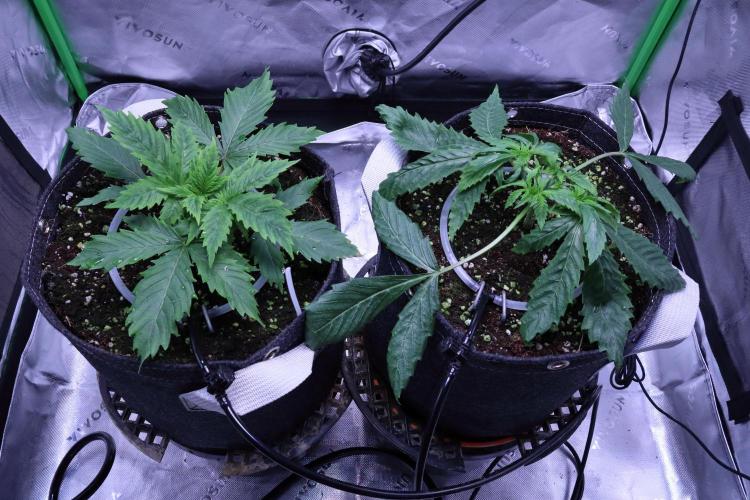 Grow Tent S336 36"x36"x72". Week 2
