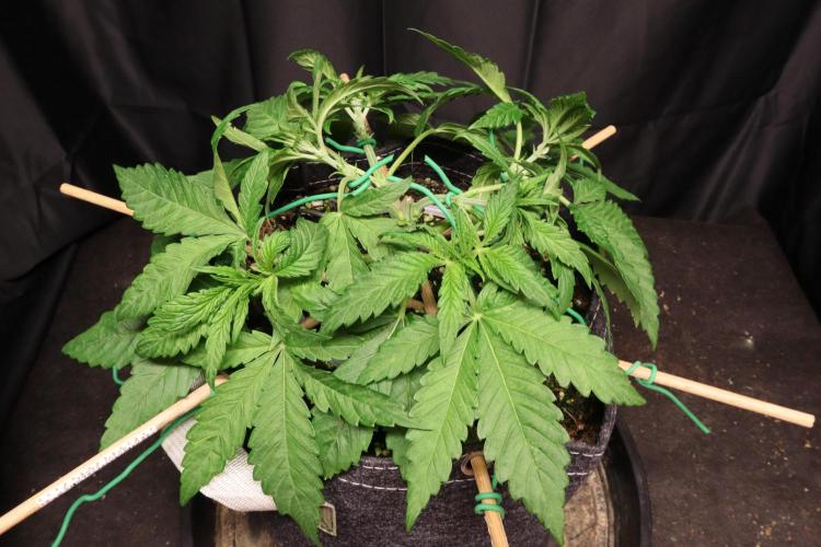 Panama Red. Week 3