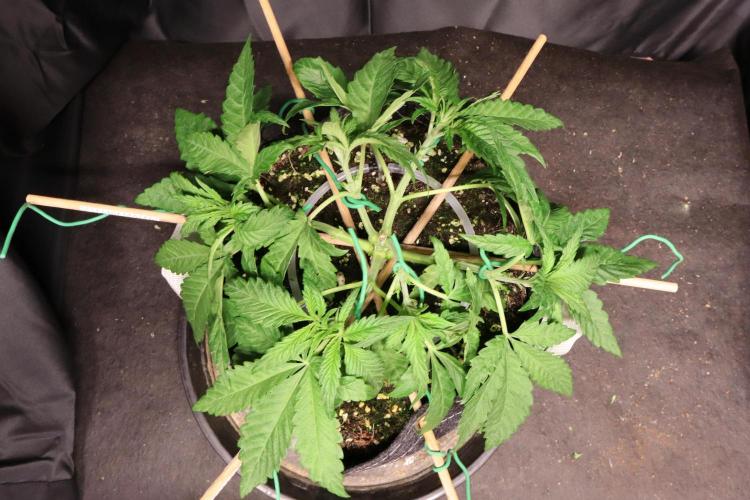 Panama Red. Week 3