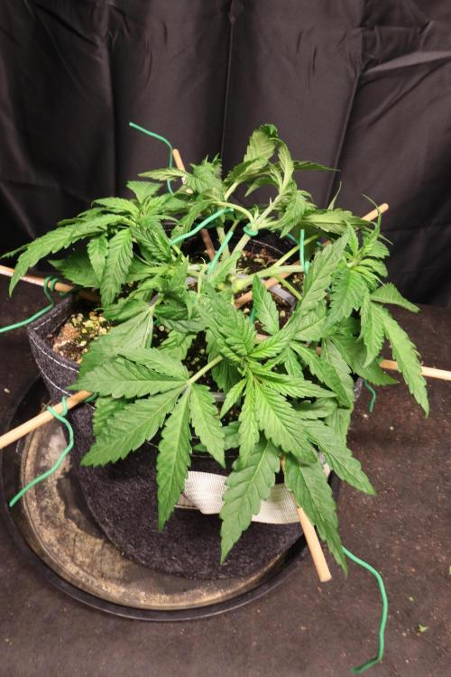 Panama Red. Week 3