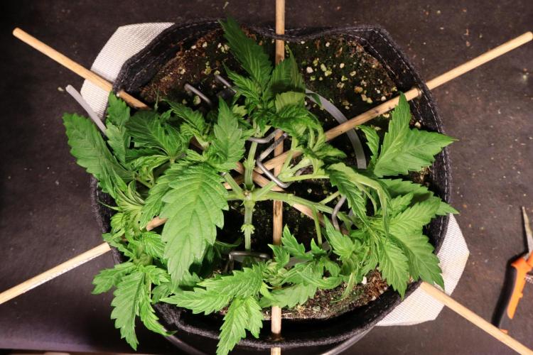 Zamnesia Thai. Week 3
