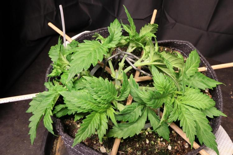 Zamnesia Thai. Week 3