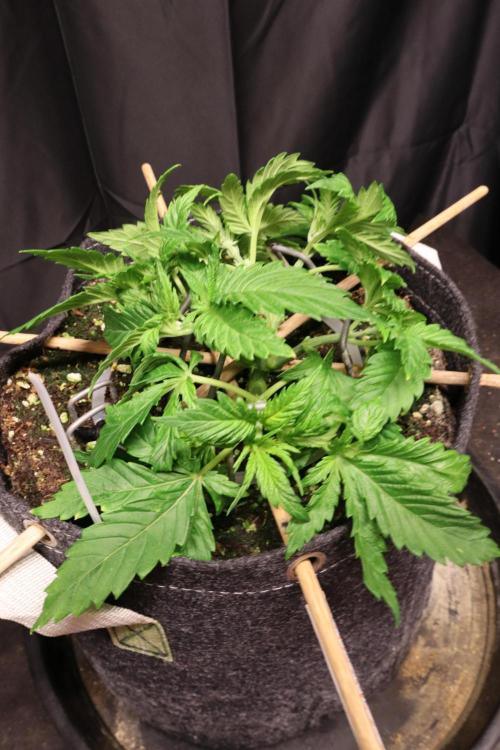 Grow Tent S336 36"x36"x72". Week 3