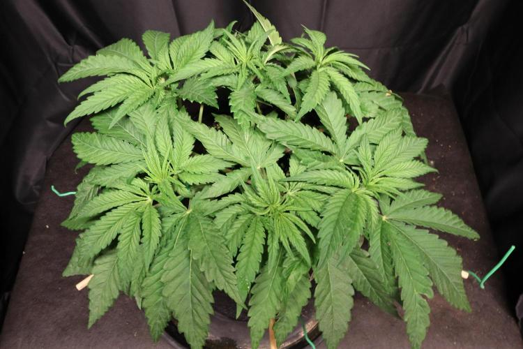 Panama Red. Week 4