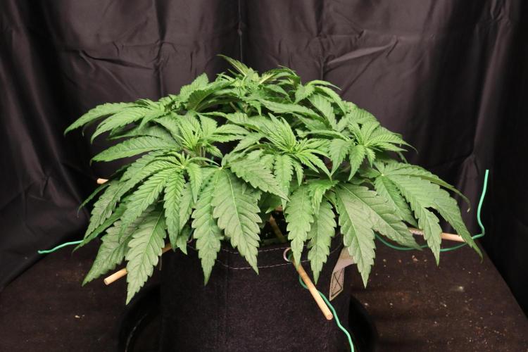 Panama Red. Week 4