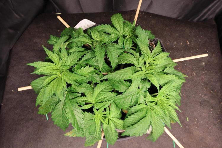 Zamnesia Thai. Week 4