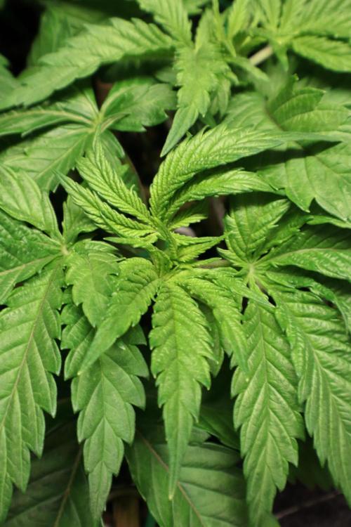 Zamnesia Thai. Week 4