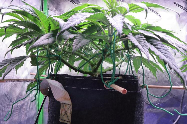 Panama Red. Week 5