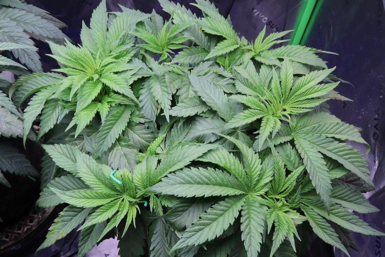 Zamnesia Thai. Week 5