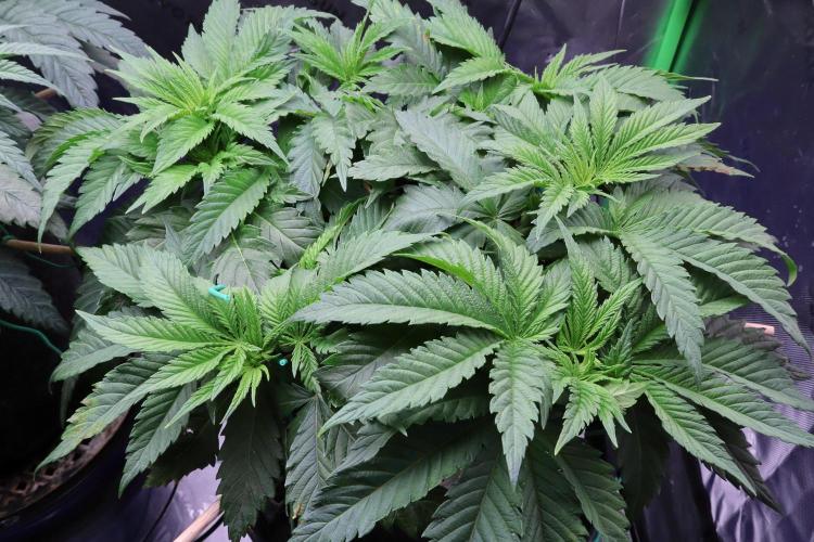 Zamnesia Thai. Week 5