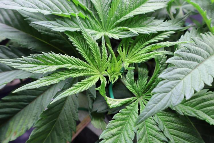 Zamnesia Thai. Week 5