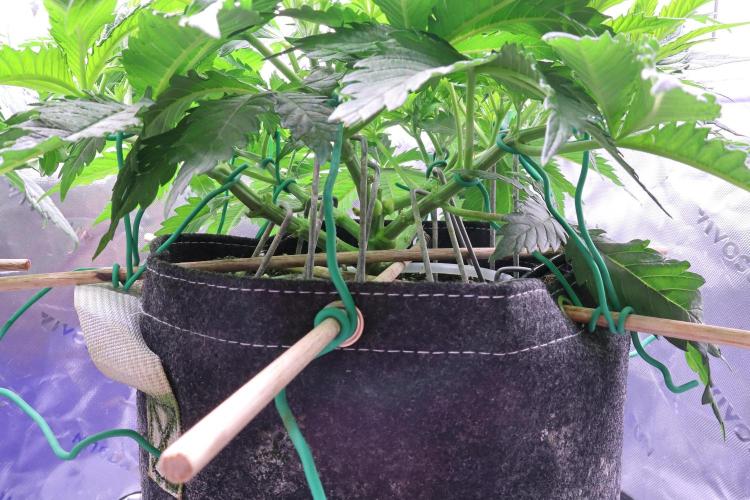 Zamnesia Thai. Week 5