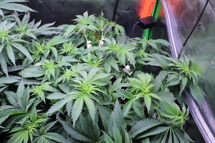 Zamnesia Thai. Week 6
