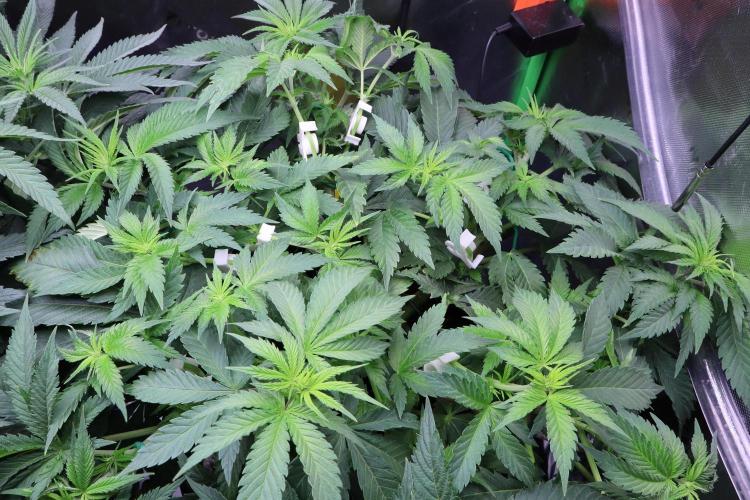 Zamnesia Thai. Week 6