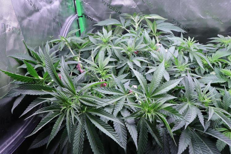 Panama Red. Week 6