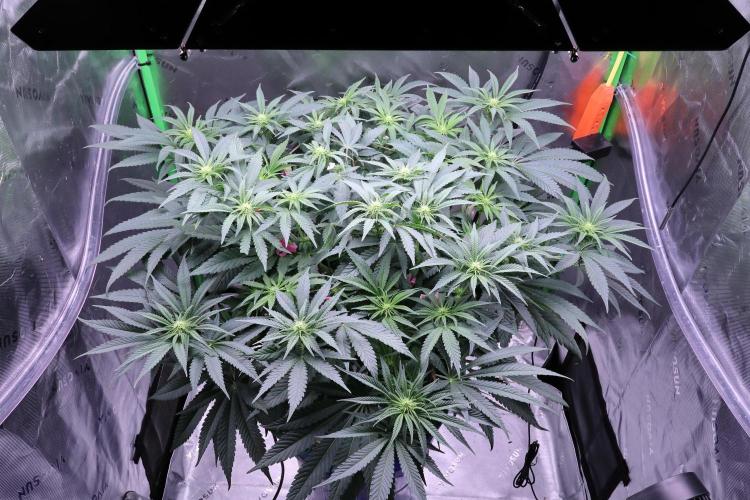 Panama Red. Week 7
