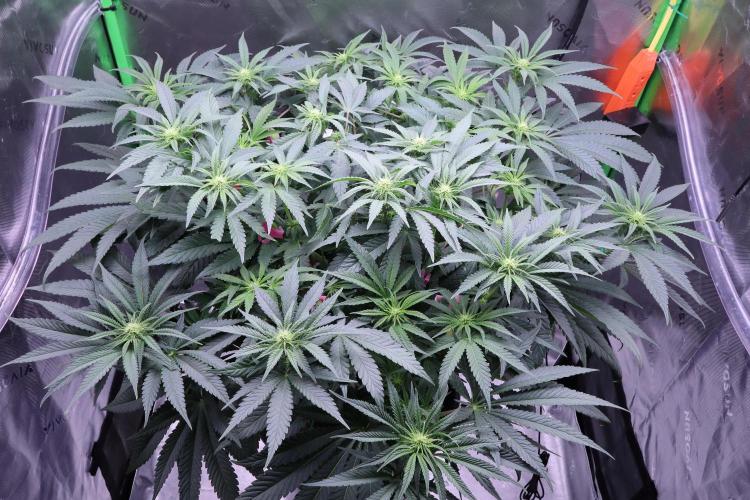 Panama Red. Week 7