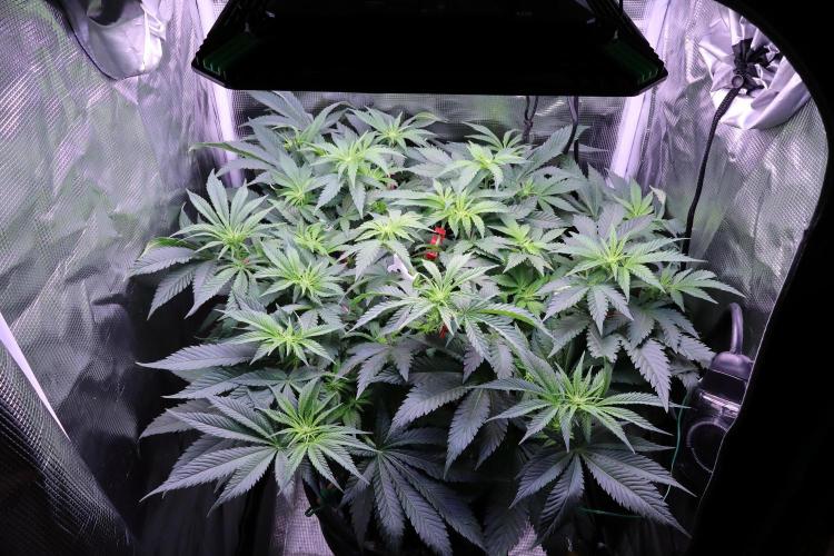 Zamnesia Thai. Week 7