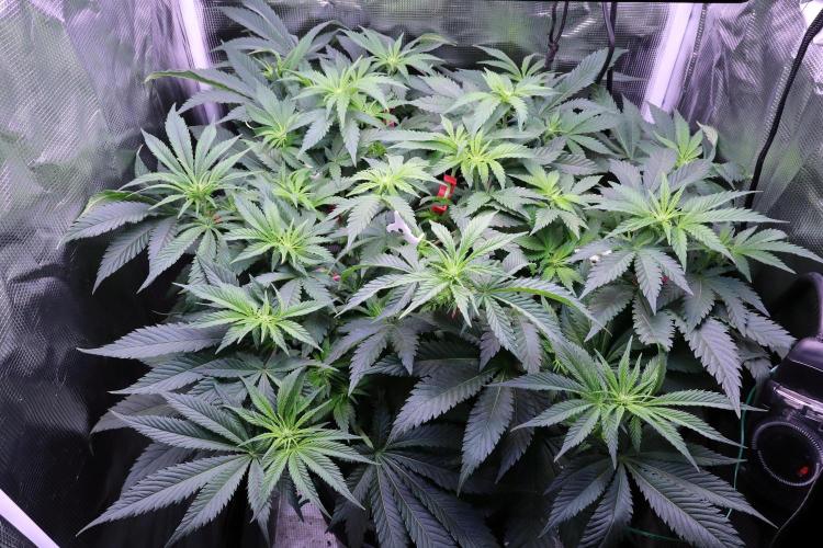 Zamnesia Thai. Week 7