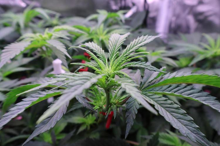 Zamnesia Thai. Week 7