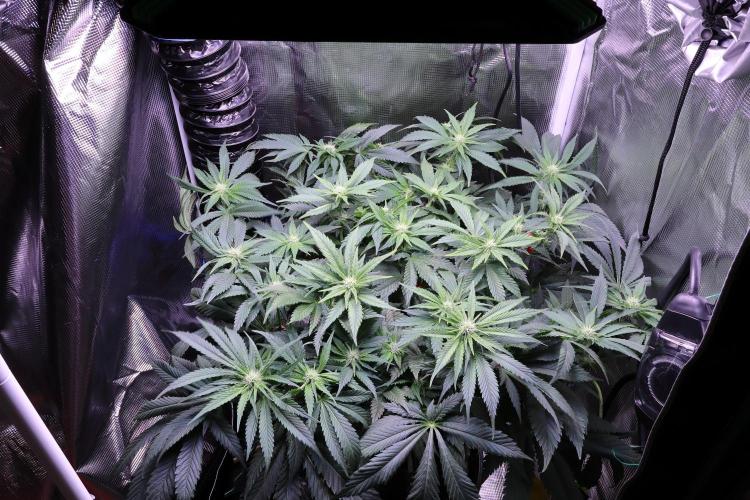 Zamnesia Thai. Week 8