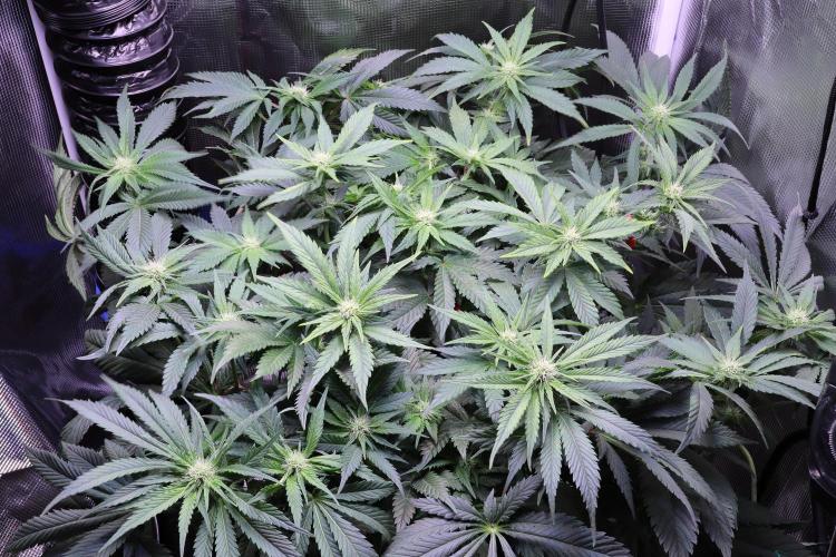 Zamnesia Thai. Week 8