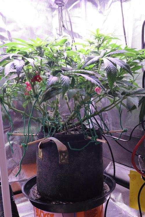 Zamnesia Thai. Week 8
