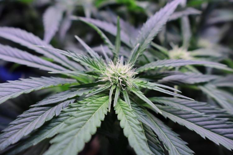Zamnesia Thai. Week 8