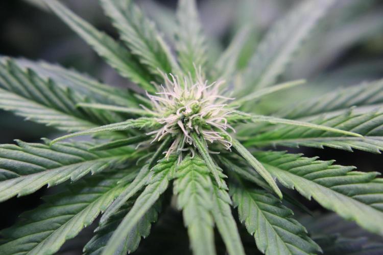 Zamnesia Thai. Week 8