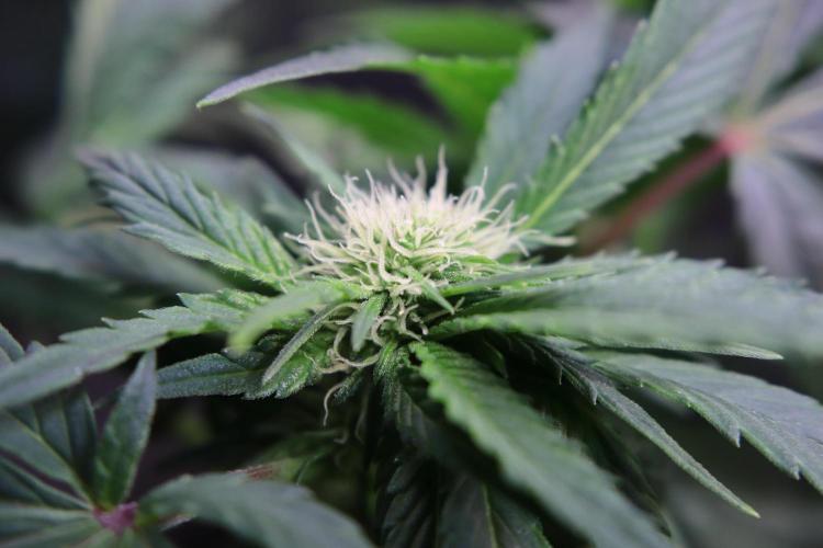 Zamnesia Thai. Week 8